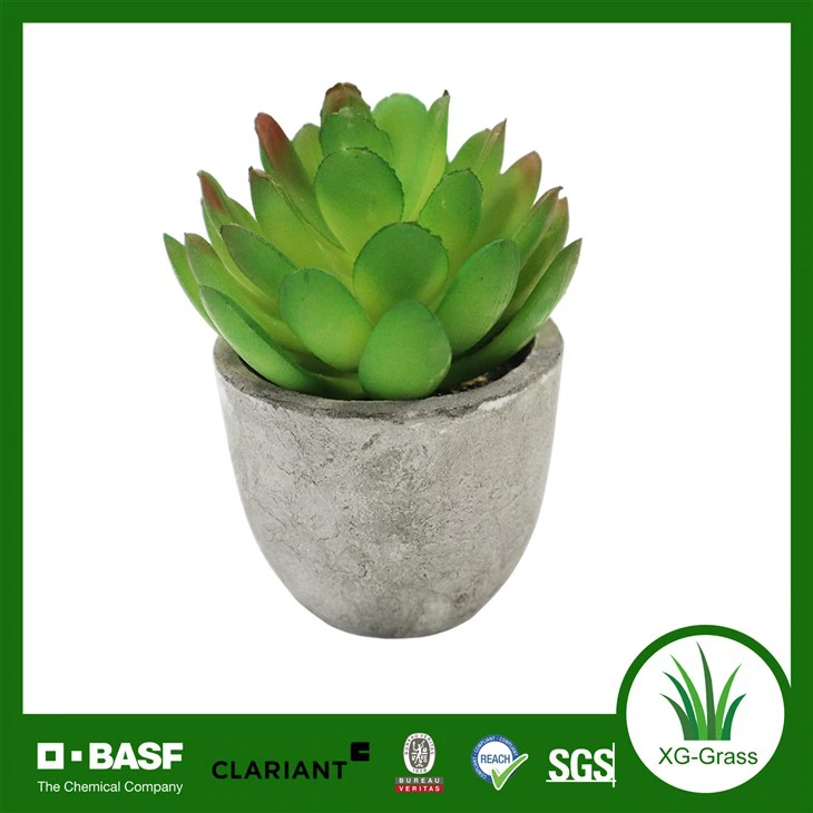 کاشت ساکولنت مصنوعی ممتاز XG