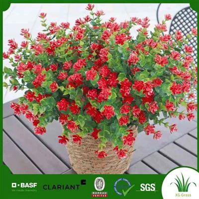 گیاهان پوینستیا تقلبی