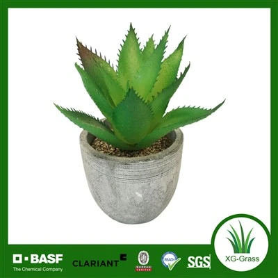 گیاهان ساکولنت فله ممتاز Xingu برای خرید عمده آنلاین