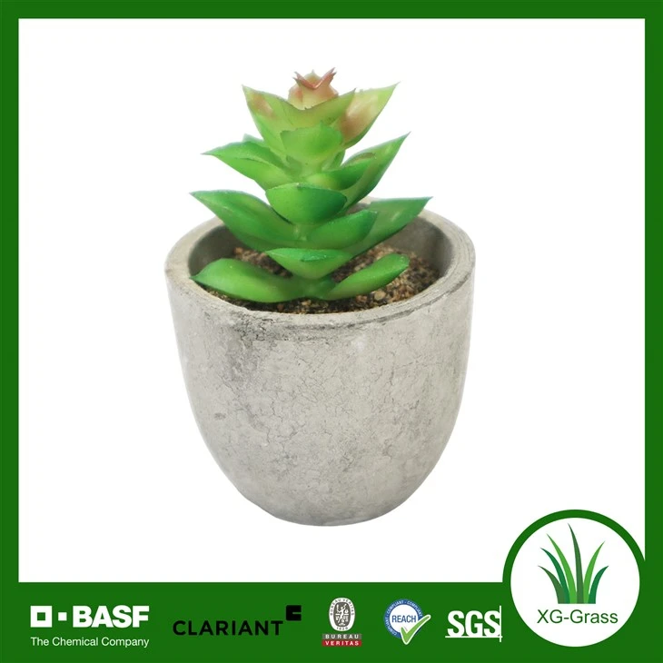 گیاه گلدانی ساکولنت مصنوعی Xingu Mini